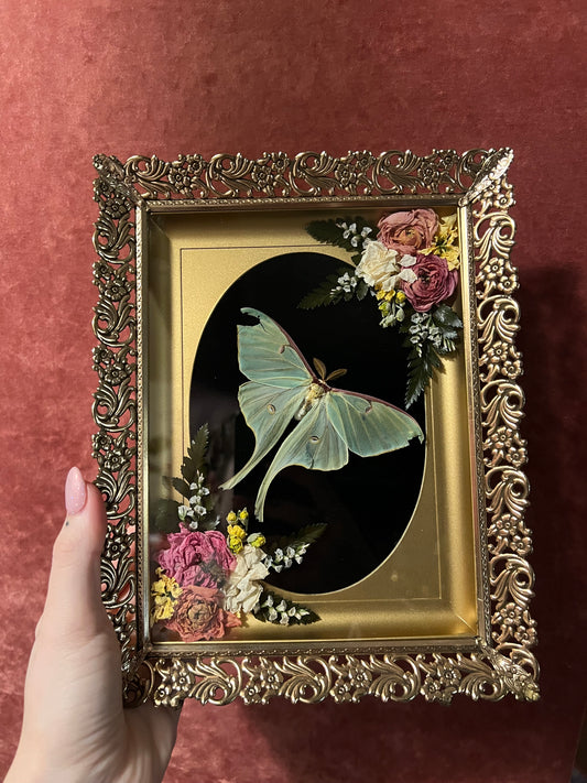 Luna moth in Vintage Shadowbox