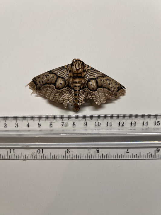 Brahmaea Moth - Natural Death Papered Specimen