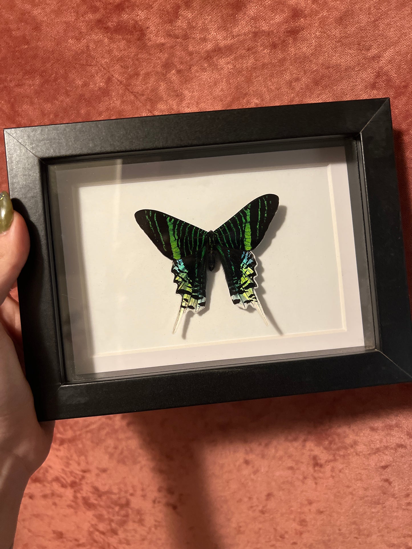 Green-Banded Urania 5x7 Shadowbox