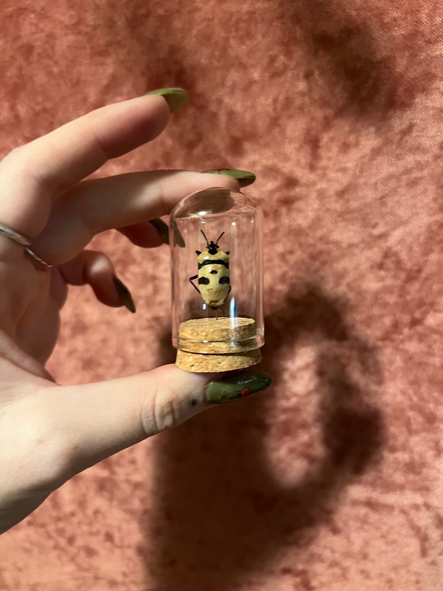 Assorted Beetle Curio Jar, Glass and Cork Dome