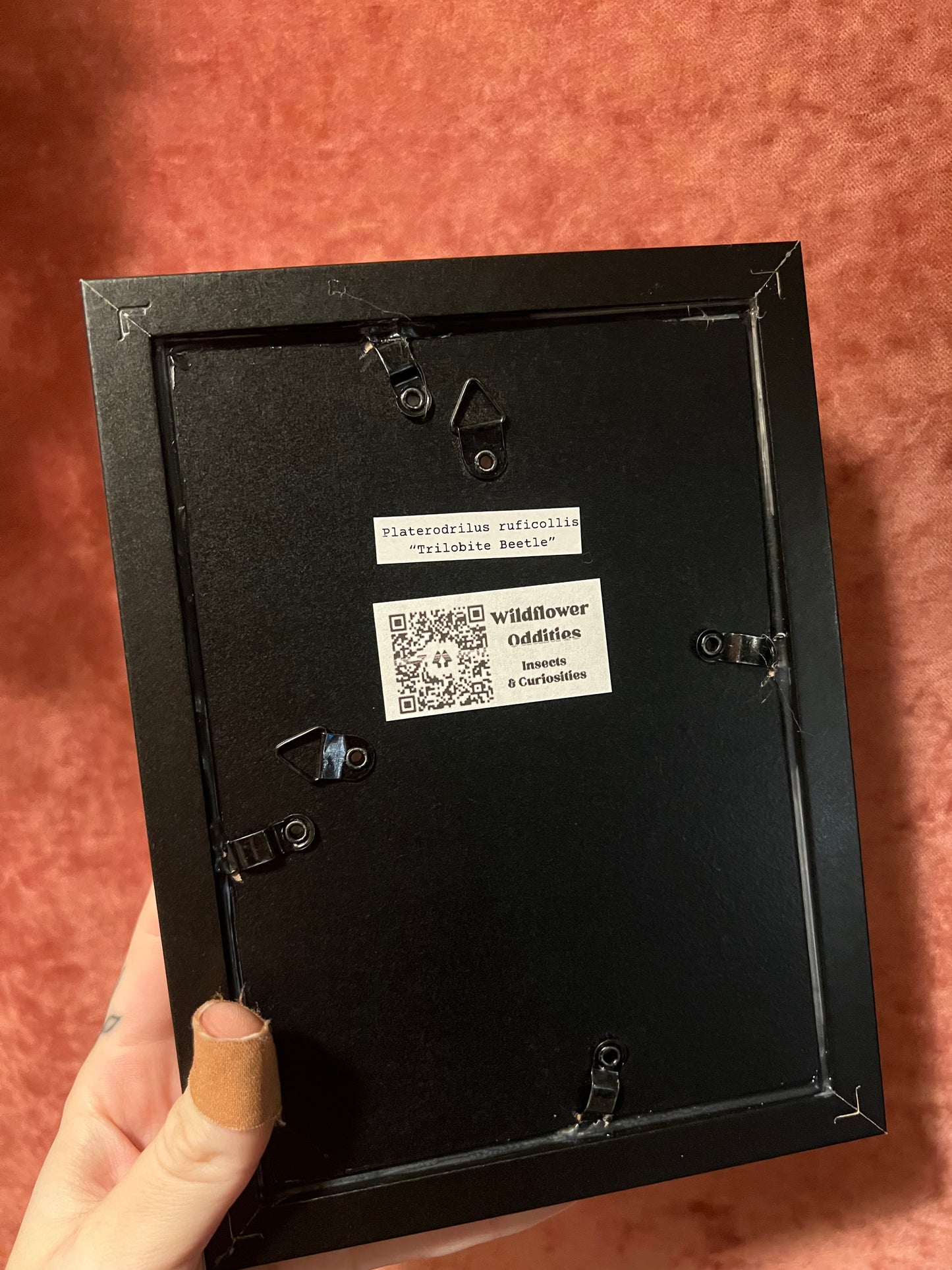 Trilobite Beetle 5x7 Frame