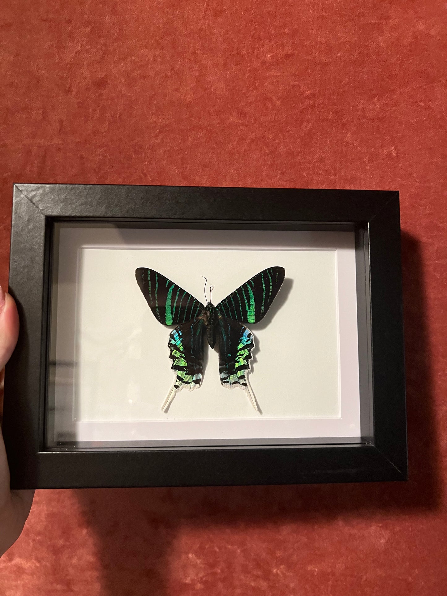 Green Banded Sunset Moths 5x7
