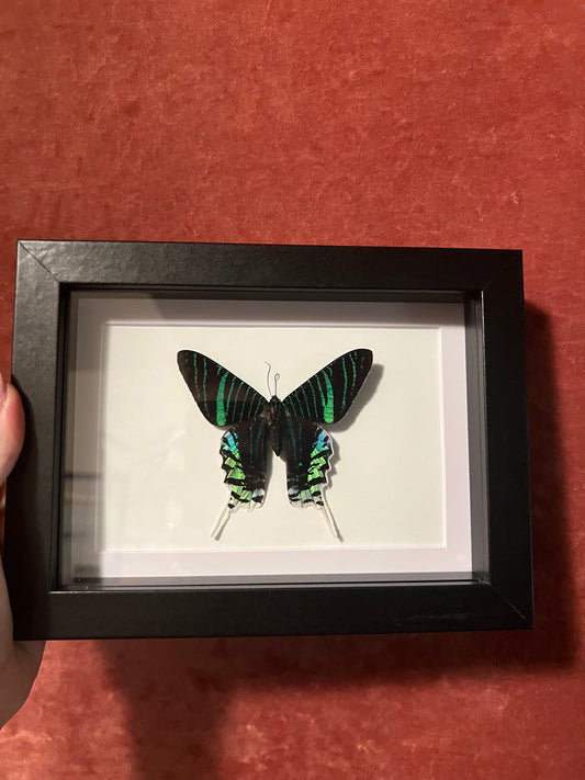 Green Banded Sunset Moths 5x7
