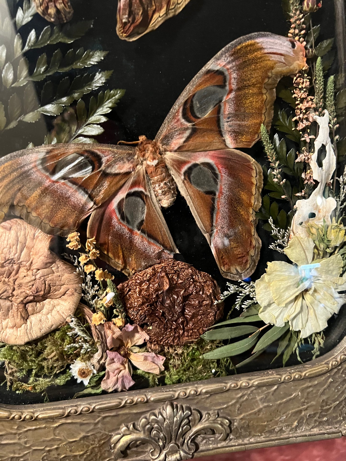 Atlas Moth Duo in Antique Frame