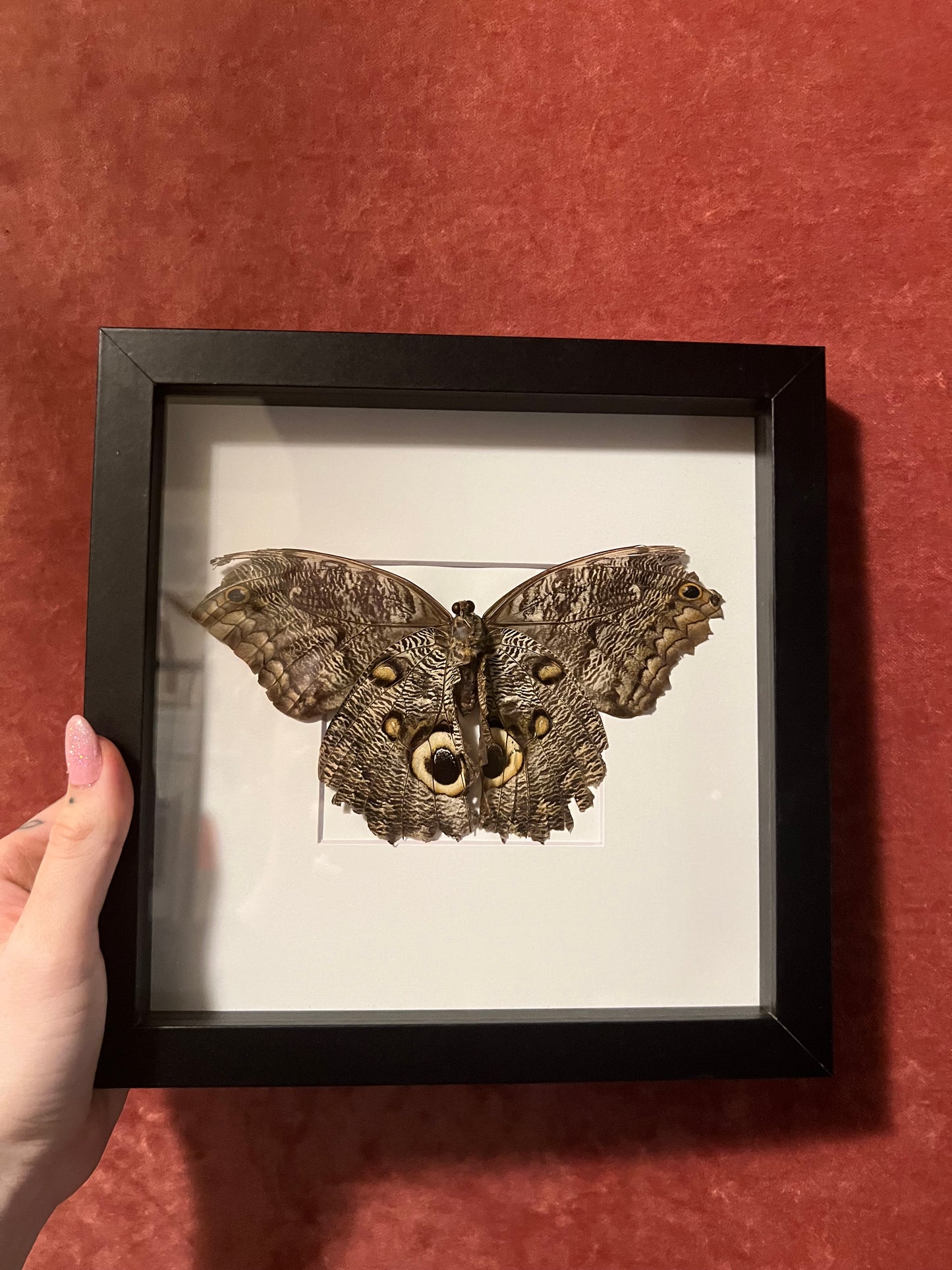 Owl Butterfly (ND) 8x8
