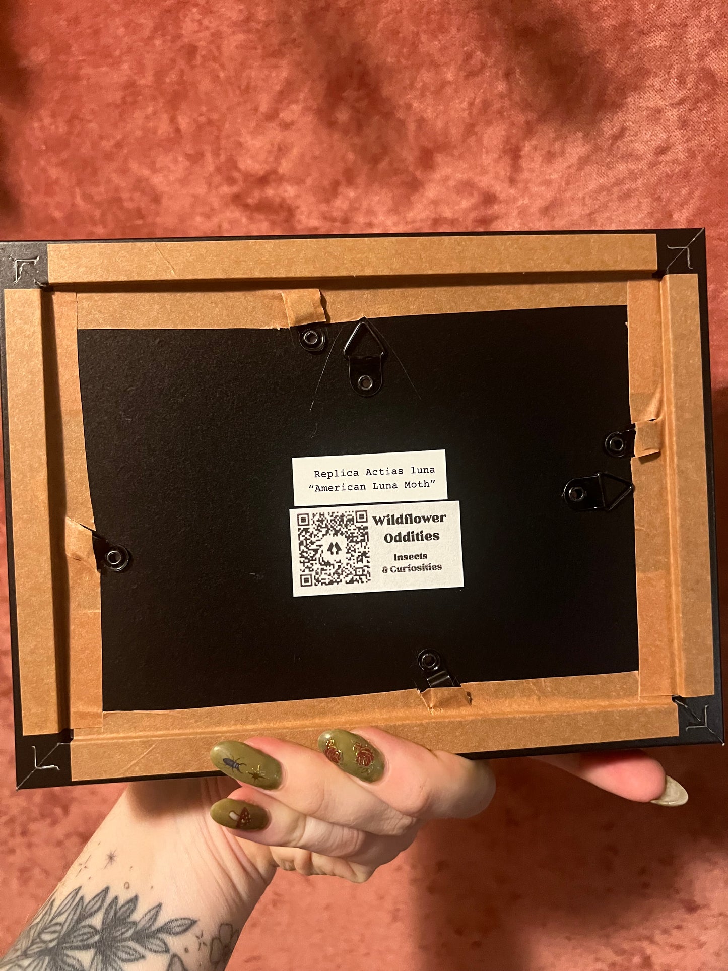 Framed Paper Specimens in Black 5x7 Shadowbox, M&M Faux Insect Taxidermy