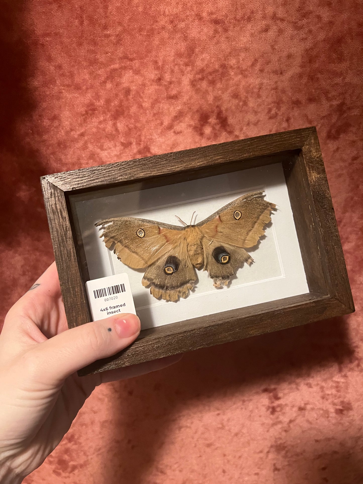 Natural Death Frames 4x6