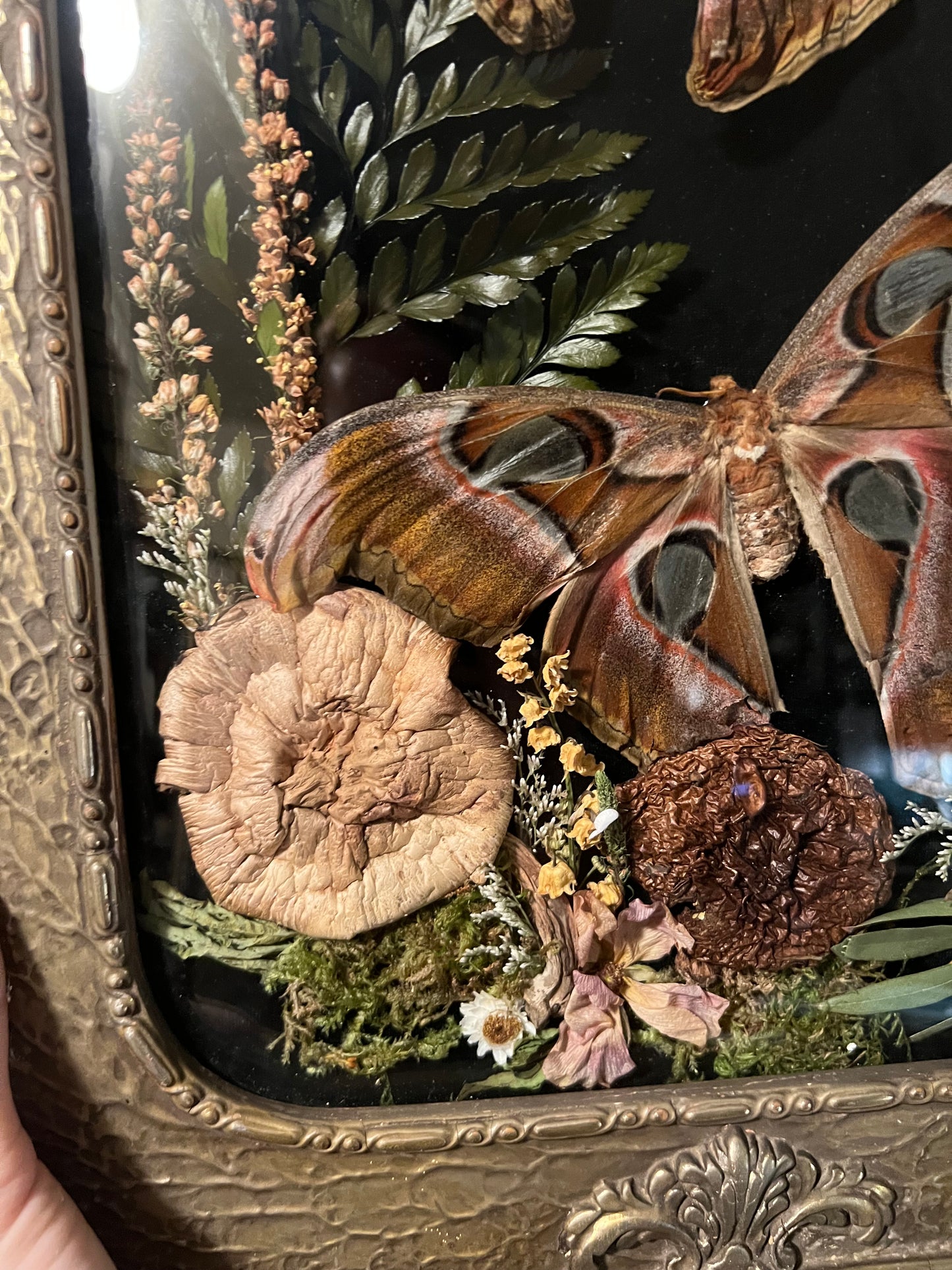 Atlas Moth Duo in Antique Frame