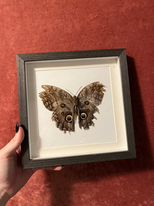 Owl Butterfly Frame