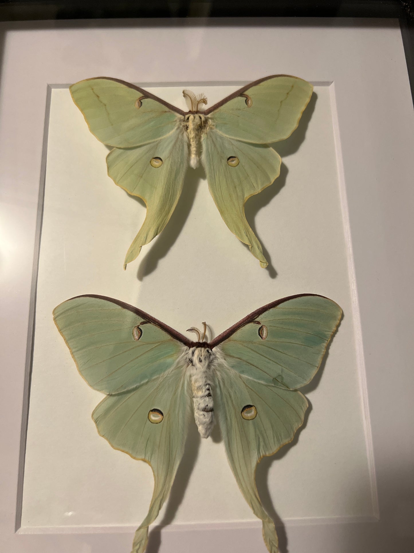 Luna Moth Duo, Male and Female