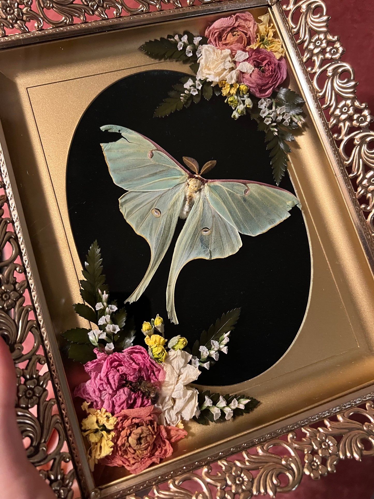 Luna moth in Vintage Shadowbox