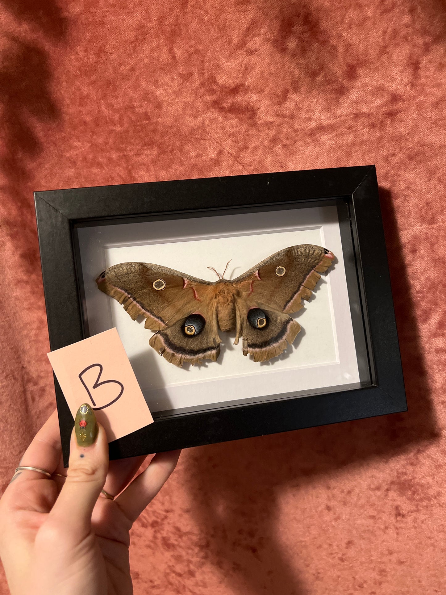 Polyphemus Moth 5x7