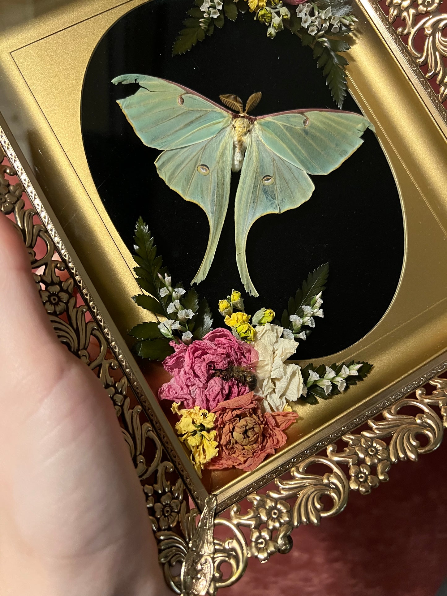 Luna moth in Vintage Shadowbox