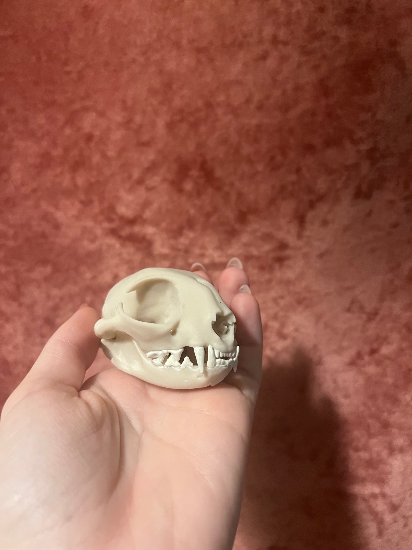 Replica Domestic Cat Skull