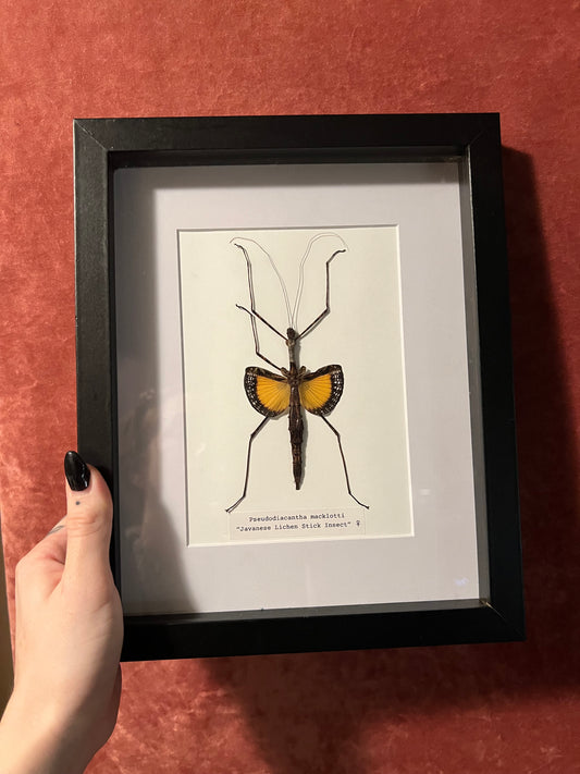 *SALE* Stick Insect Frame