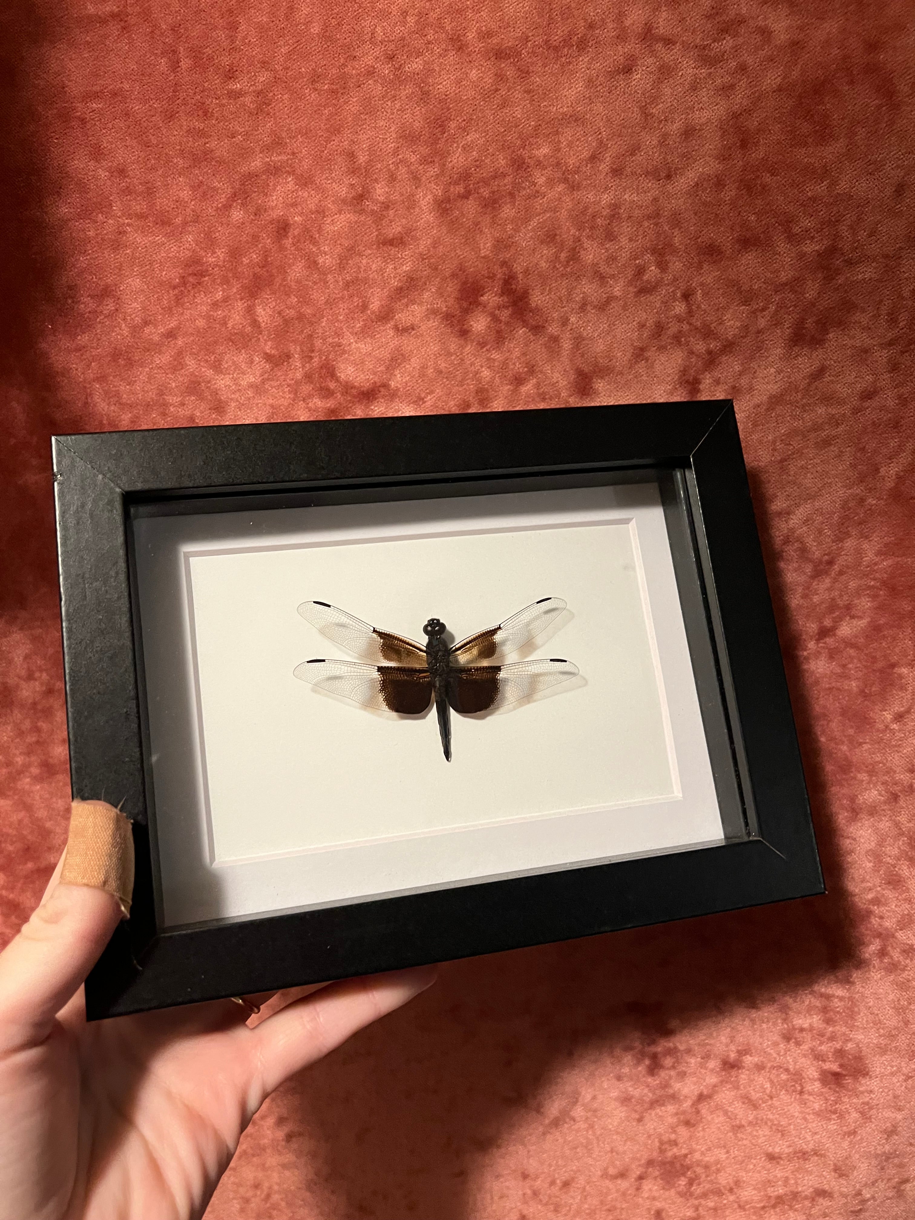 Framed Insects – Wildflower Oddities