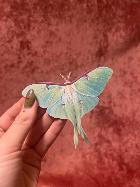 Female Luna Moth M&M Paper Specimen