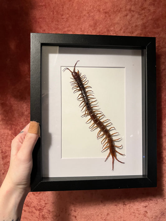 Centipede 8x10