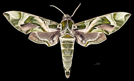 Oleander Hawk Moth - Daphnis nerii - Natural Death Papered Specimen