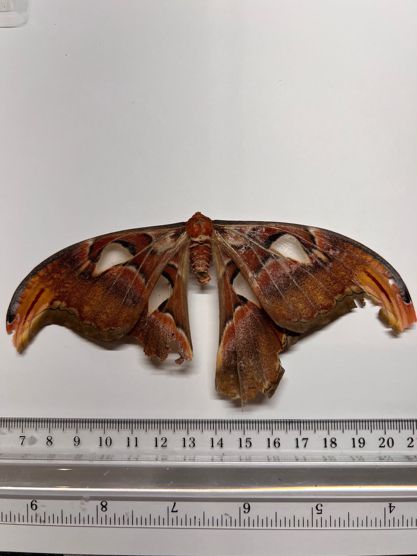 Atlas Moth - Attacus lorquinii - Natural Death Papered Specimen