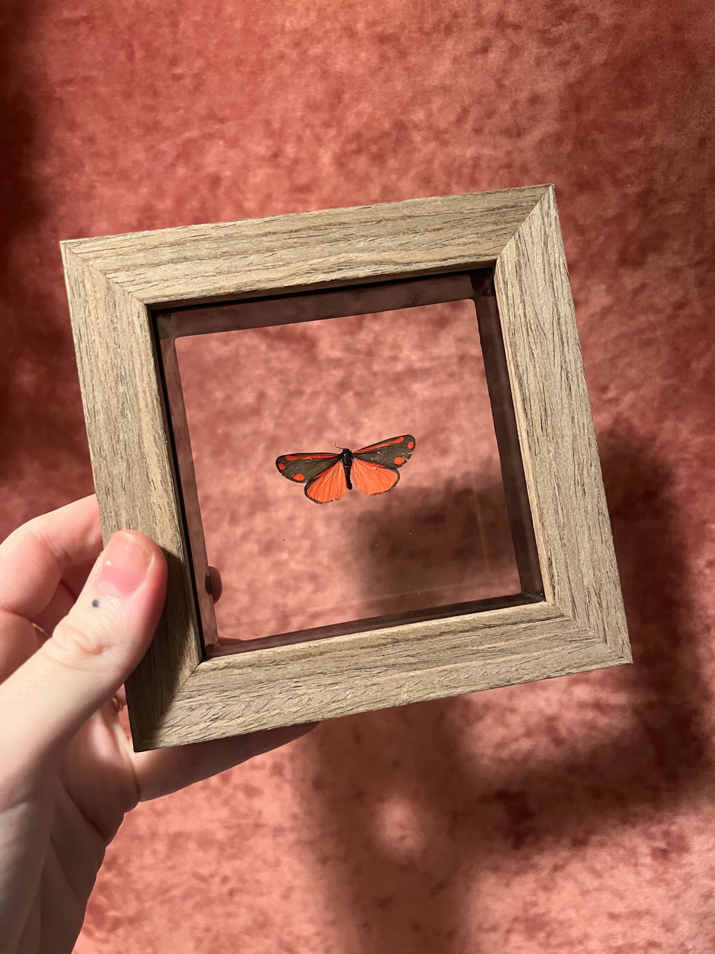 Glass Backed Natural Deaths 4x4