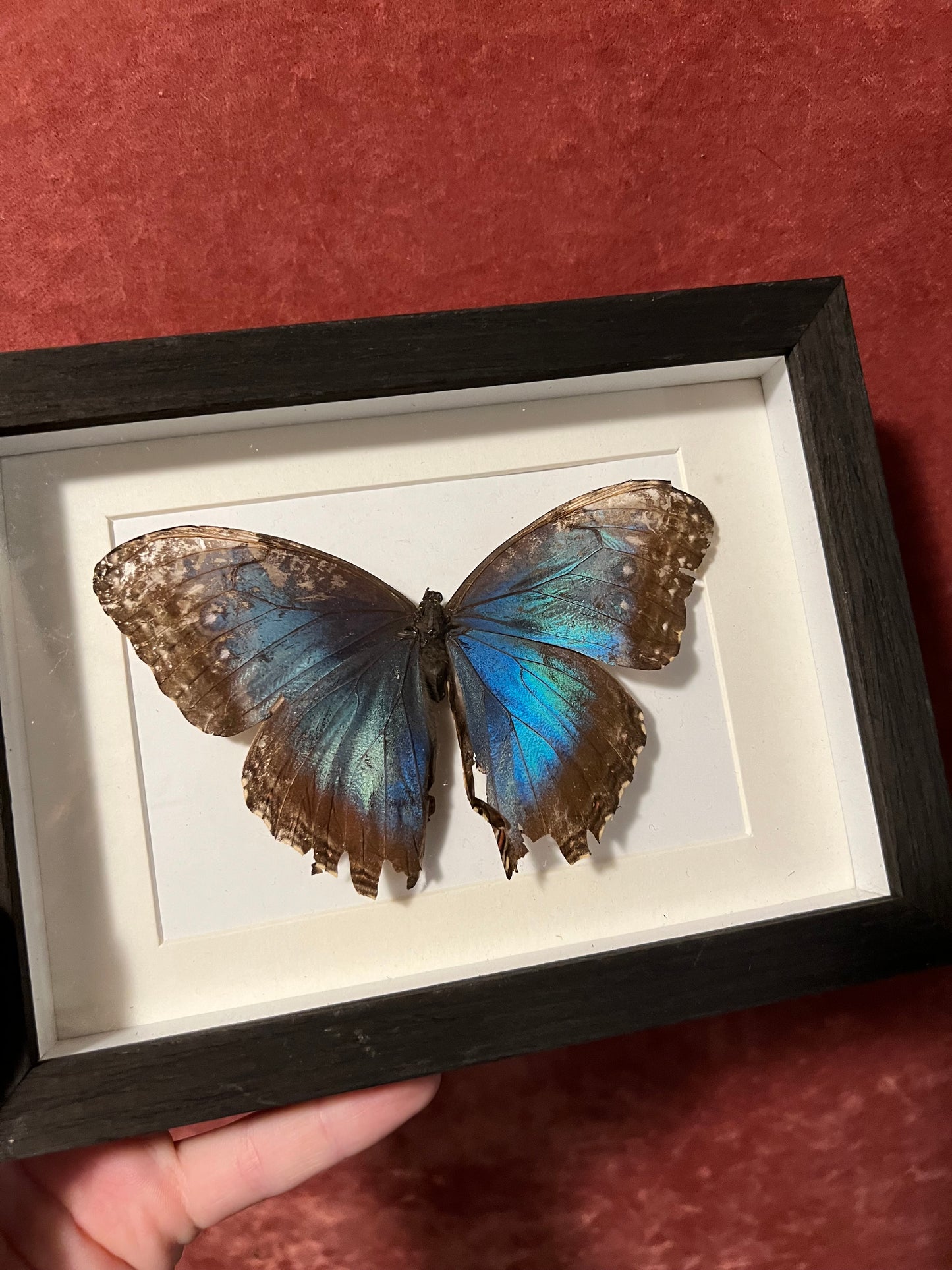 Blue Morpho Frames