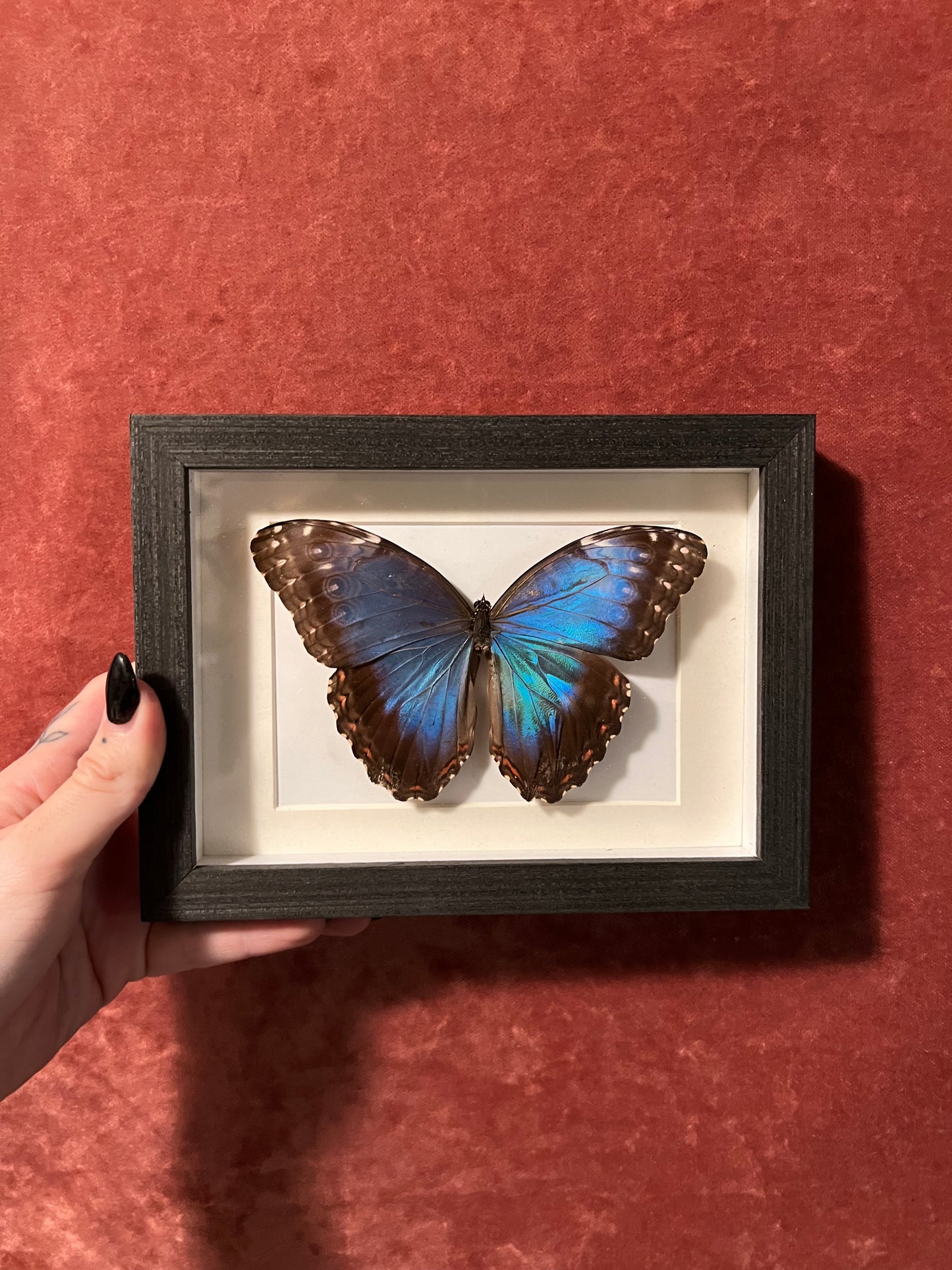 Blue Morpho Frames