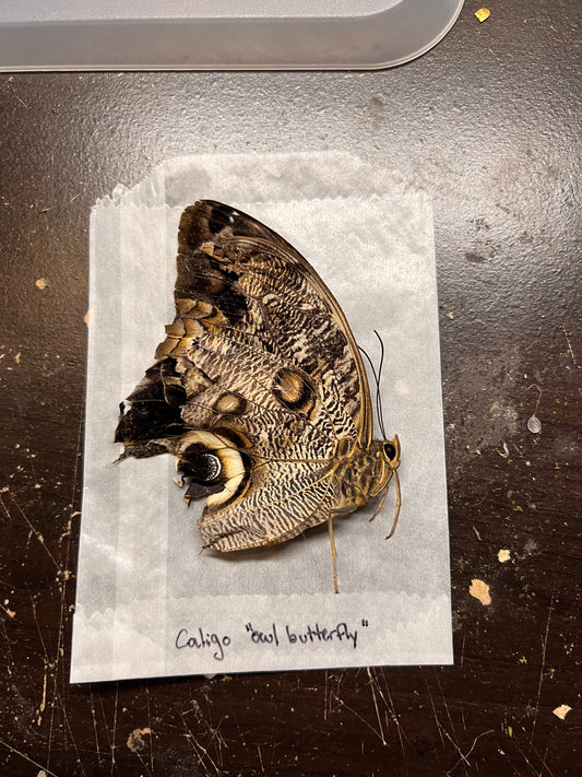 Owl Butterfly Natural Death Papered Specimen