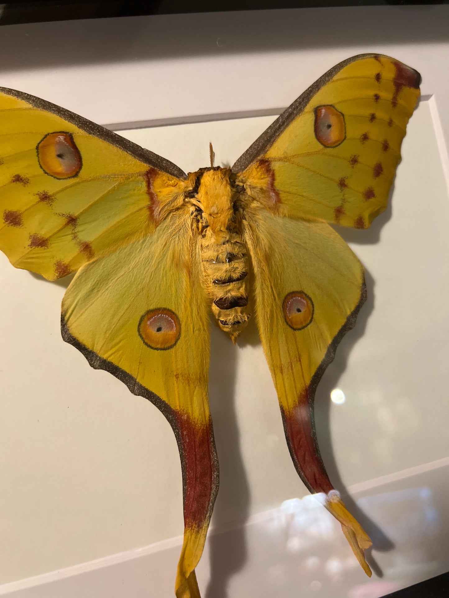 Comet Moth, Argema Mittrei Female 8x10