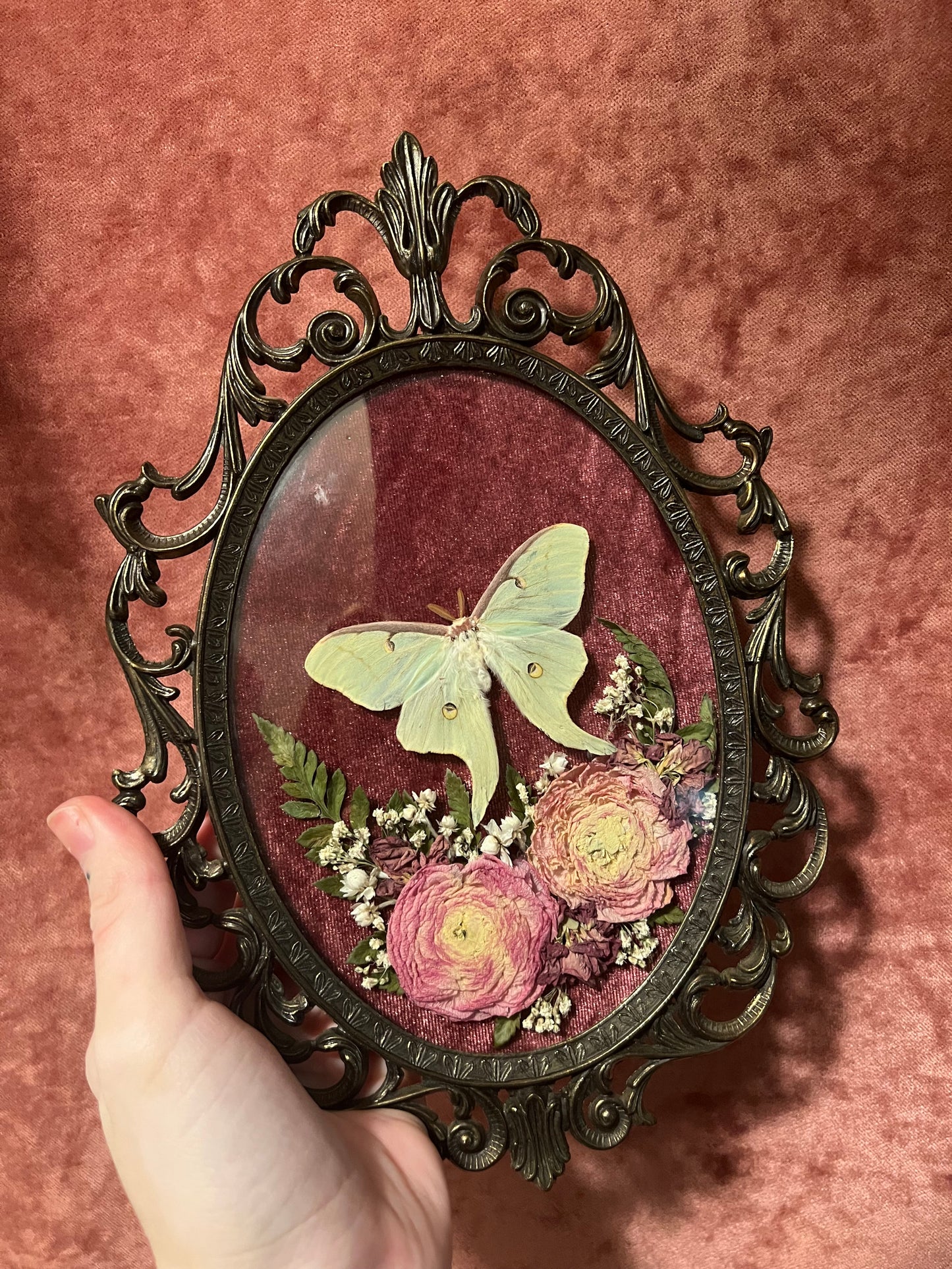 Luna Moth with Pink 10” Antique frames