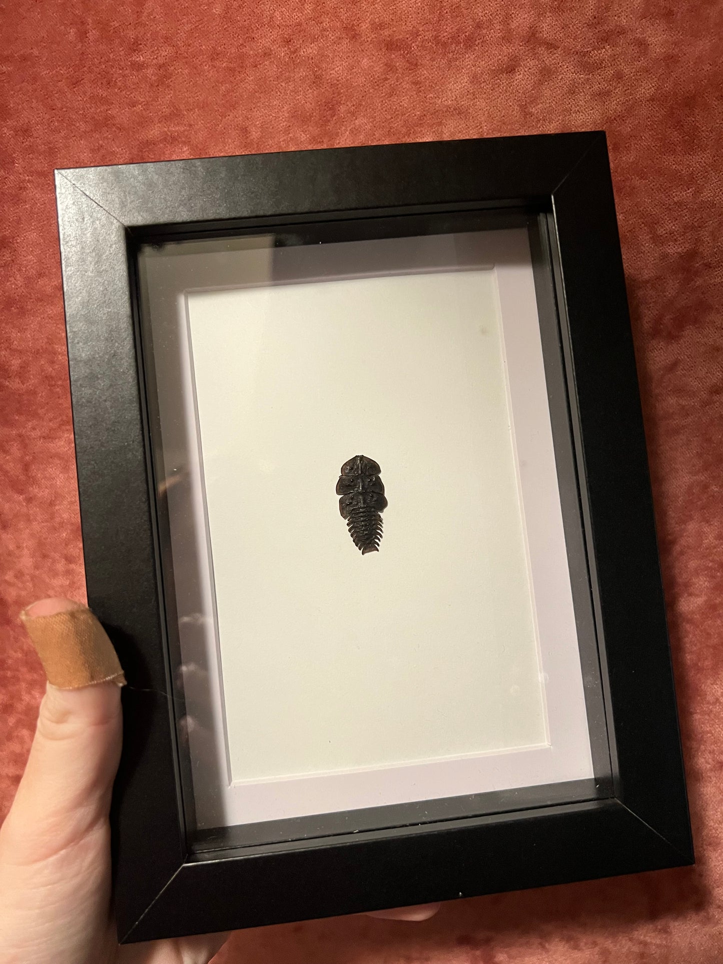 Trilobite Beetle 5x7 Frame