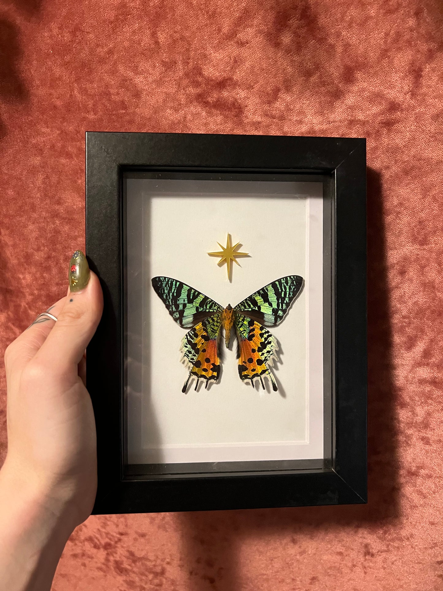 Sunset moth and star