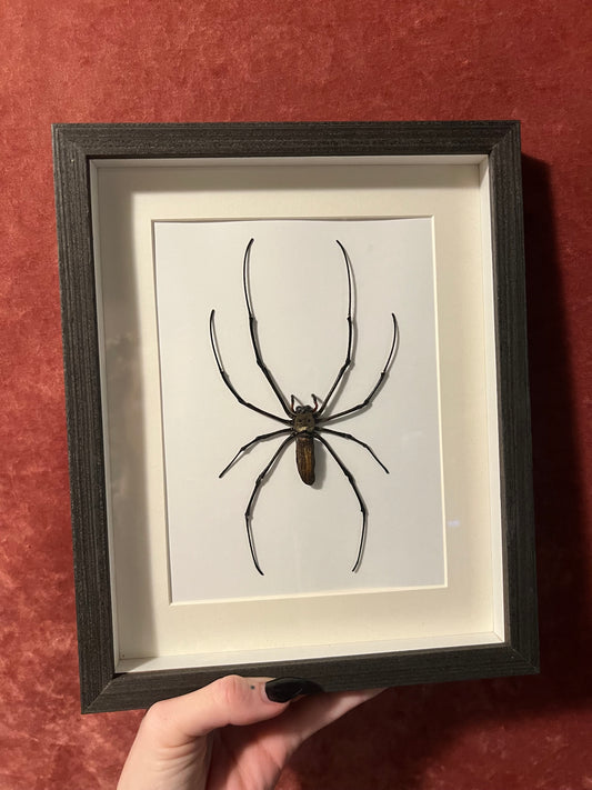 Orb Weaver Spider Frame