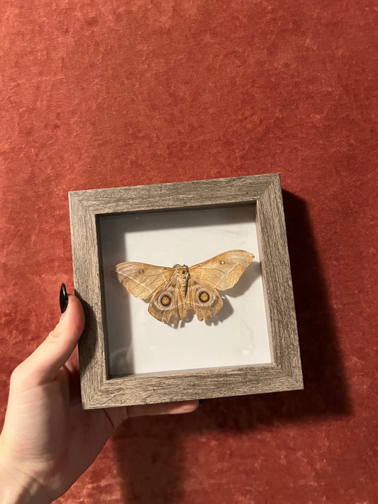 Silkmoth Frame