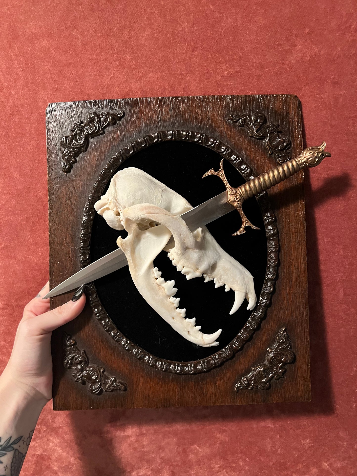 Coyote Dagger in Wooden Frame