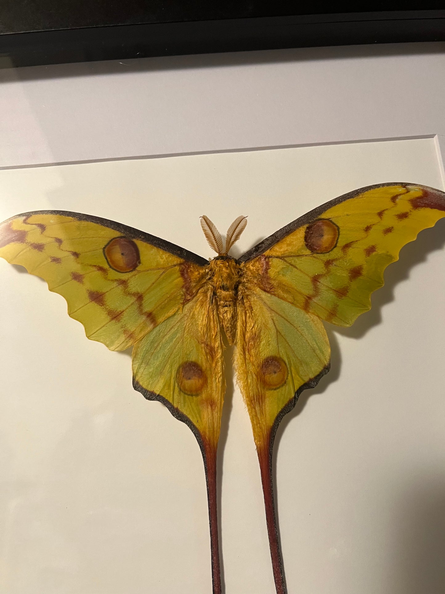 Comet Moth Frame