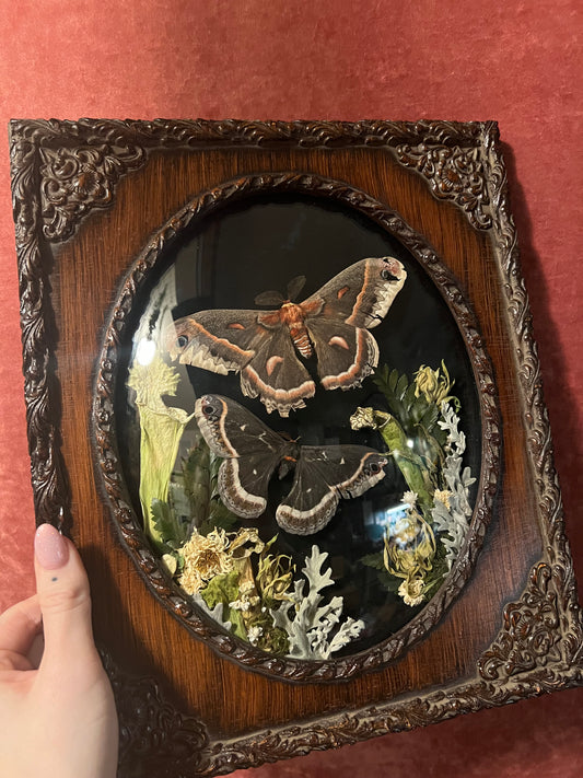 Cecropia and Eupackardia in Wooden Frame