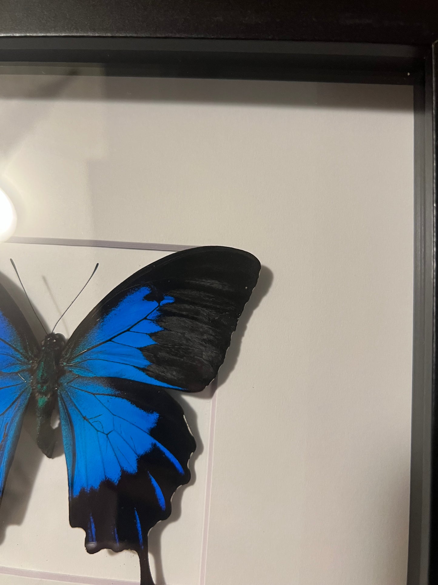 Blue Ulysses Swallowtail 8x8