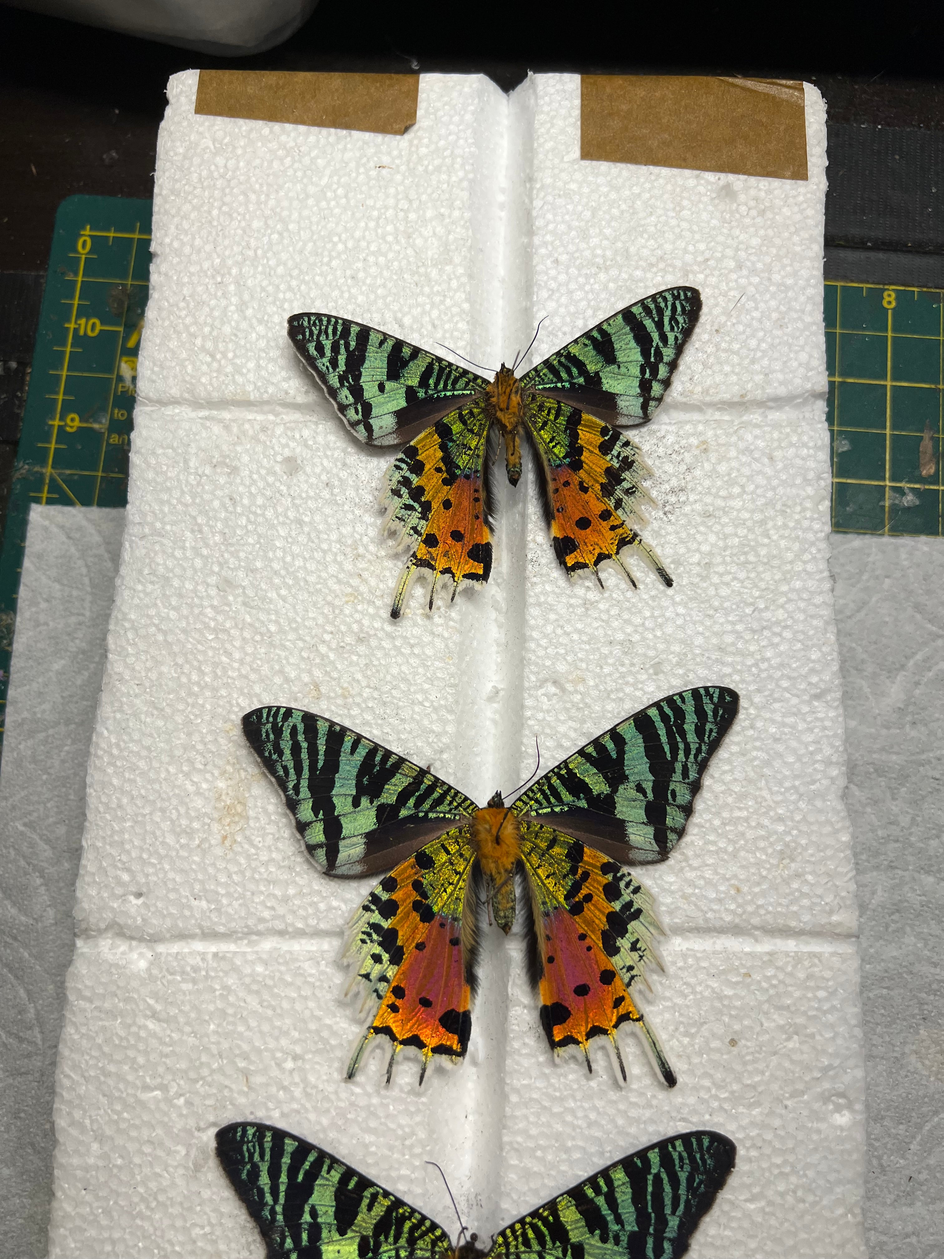 Madagascan Sunset Moth Dried Specimens, Unprepared or Pinned