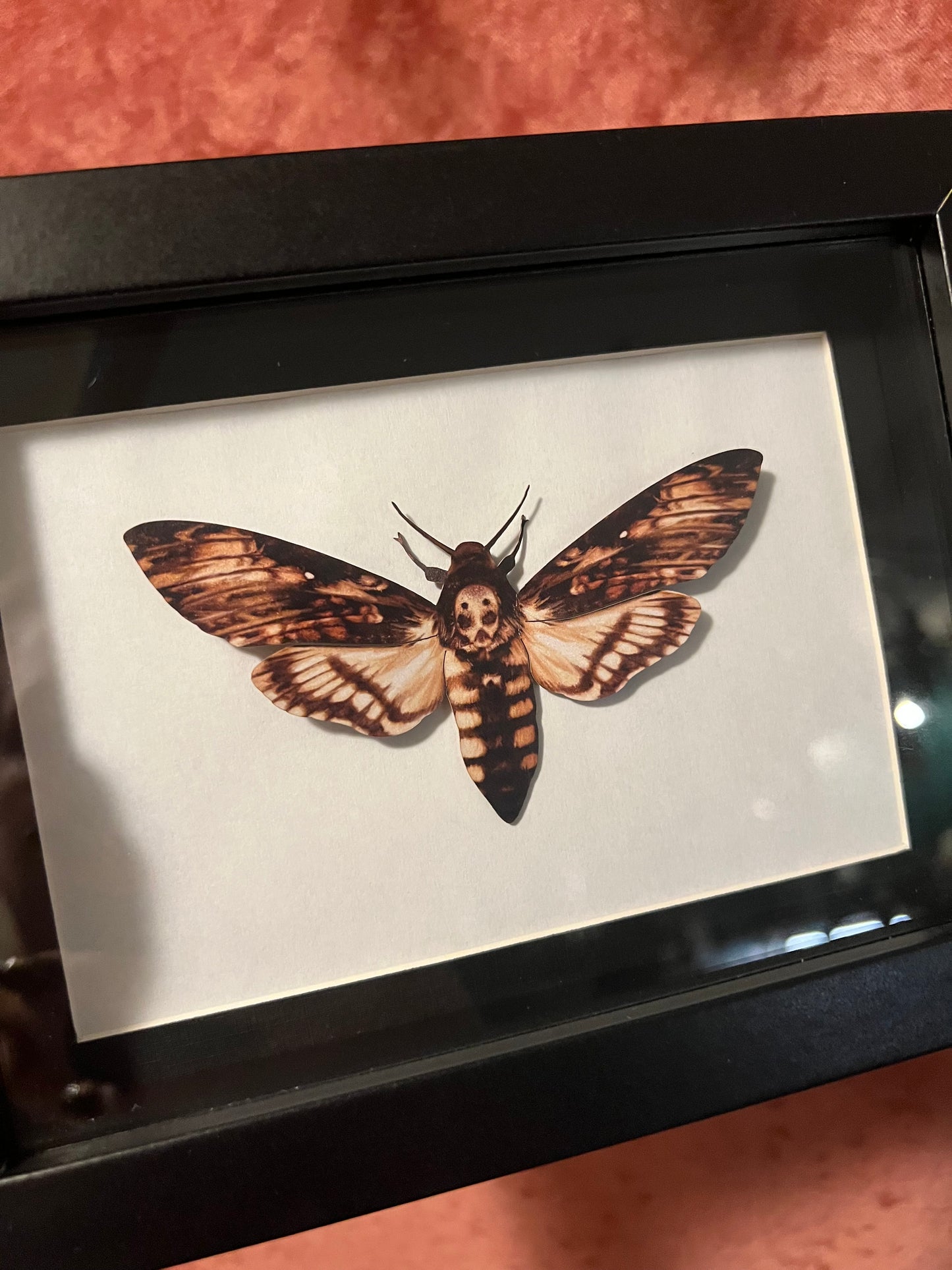 Framed Paper Specimens in Black 5x7 Shadowbox, M&M Faux Insect Taxidermy