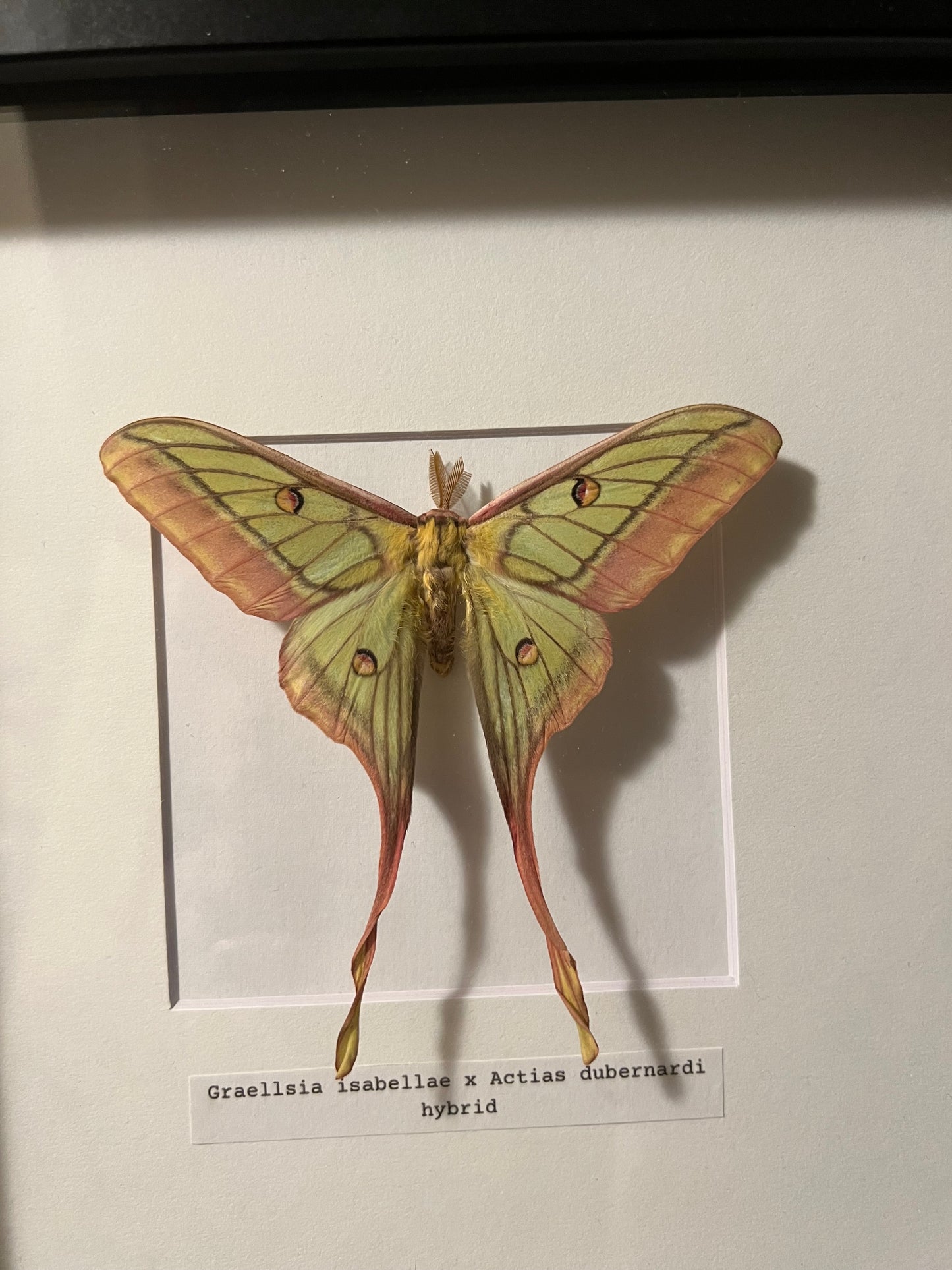 EXTREMELY RARE Hybrid Actias Moth