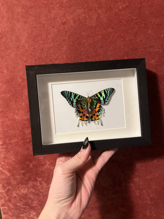 Madagascan Sunset Moth Framed