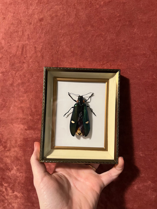 Beetle Frame