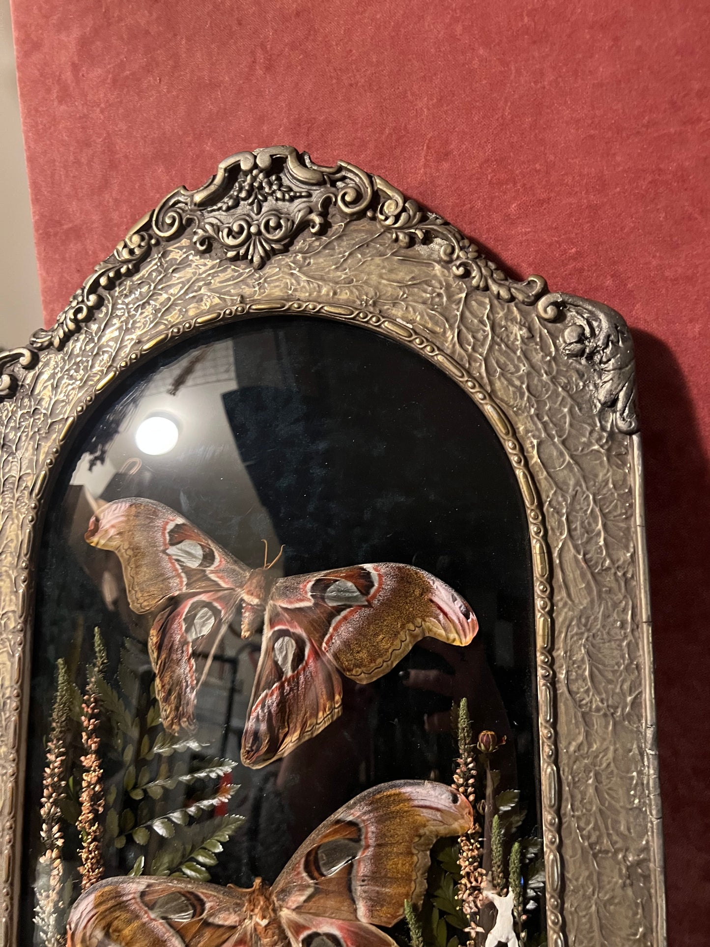 Atlas Moth Duo in Antique Frame