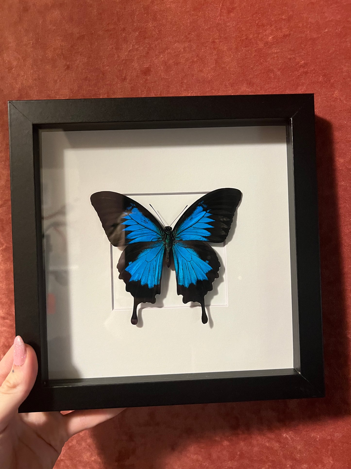 Blue Ulysses Swallowtail 8x8