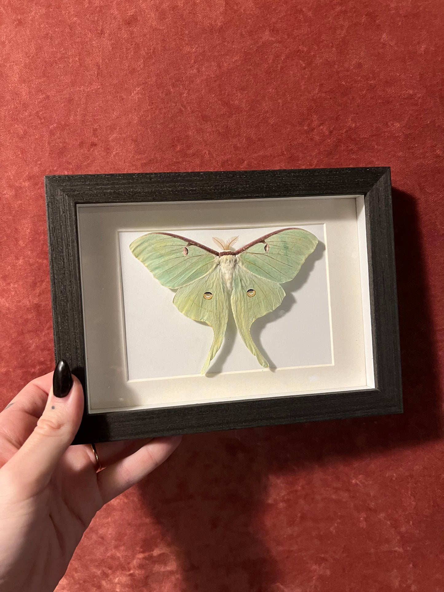 Luna Moth Frames