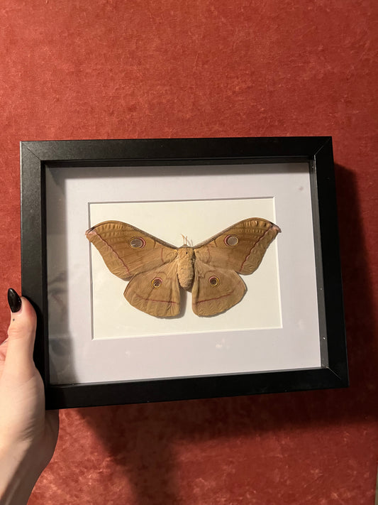 Oak Silkmoth Frames