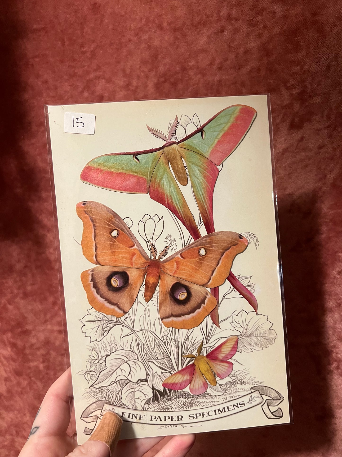 Paper Specimens from Moth & Myth