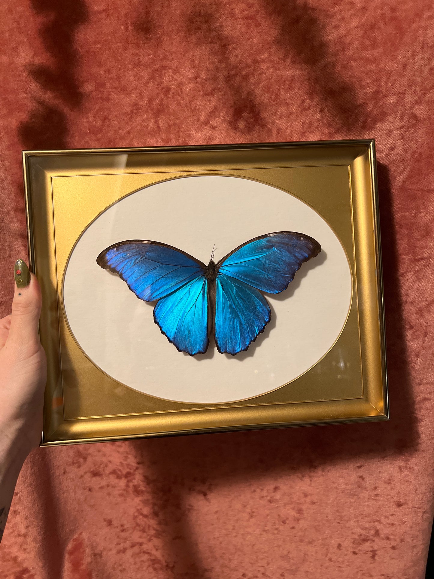 Morpho Didius, Blue Morpho, 9x11 Brass Frame