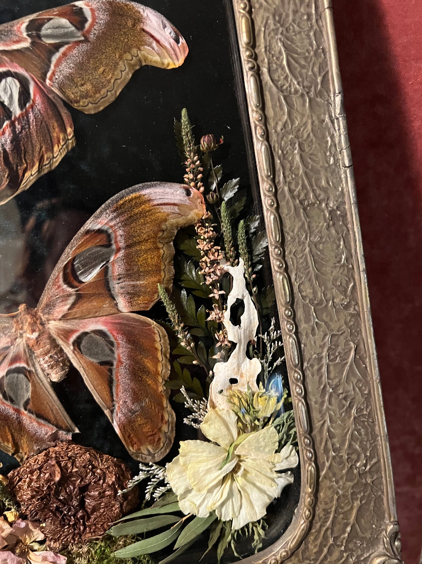 Atlas Moth Duo in Antique Frame